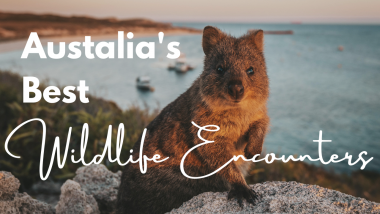 Australia’s Best – Wildlife Encounters