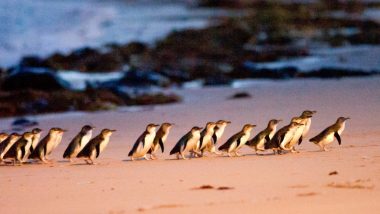 Phillip Island, VIC